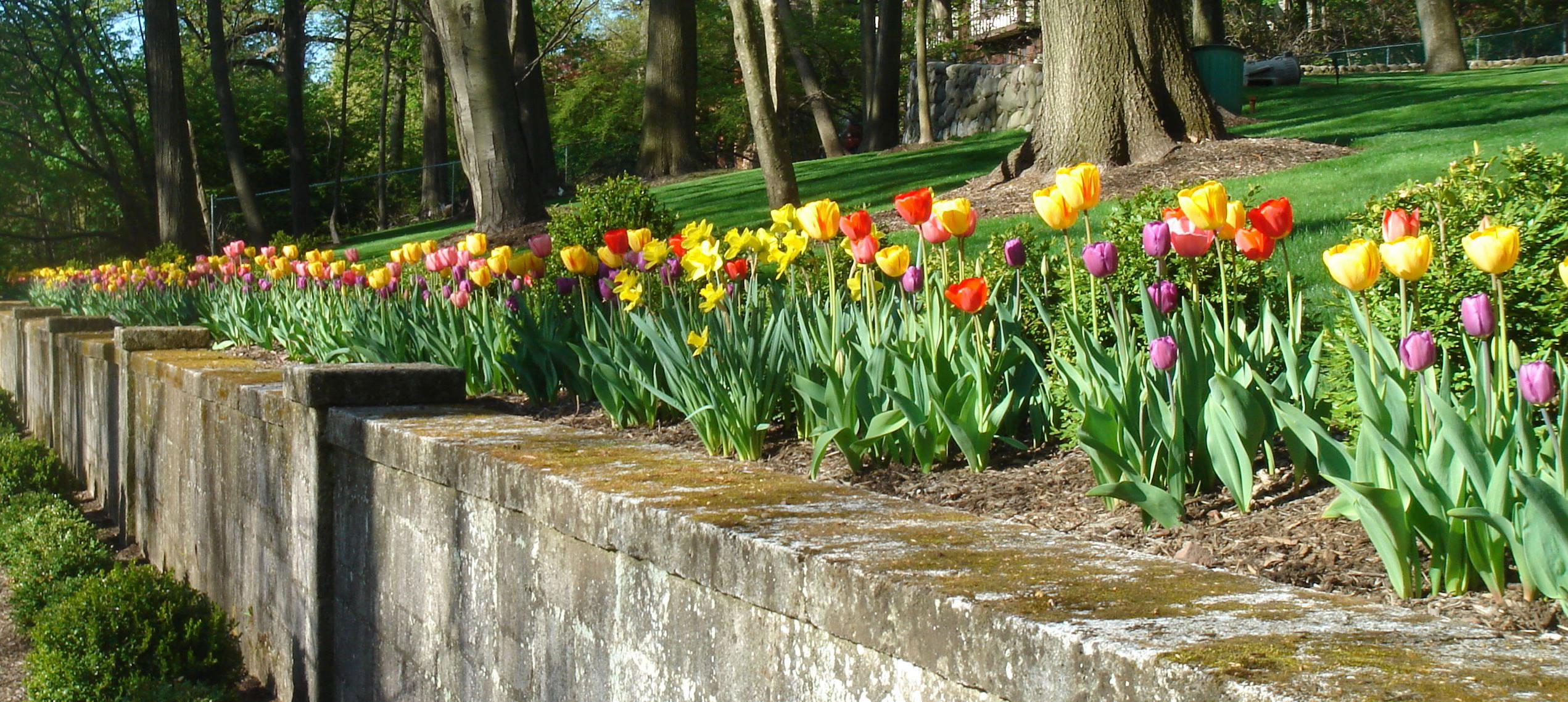 lorem ipsum dolor sit